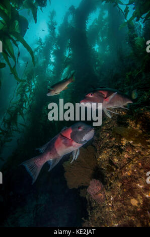 Due pecore in una foresta di alghe, Catalina Island, California. Foto Stock