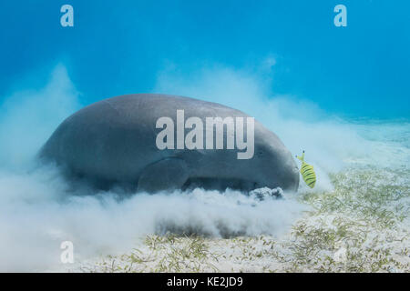 Dugong nel Mar Rosso, Egitto. Foto Stock