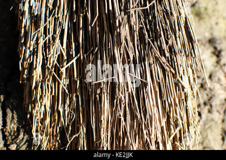 Close-up immagine della parte di besom, testurizzata sfondo. Foto Stock