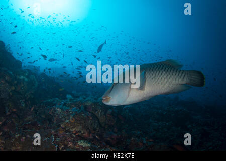 Un pesce napoleone nel parco nazionale di Komodo, Indonesia. Foto Stock