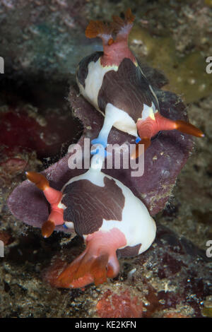 L'accoppiamento nembrotha chamberlaini nudibranchi. Foto Stock