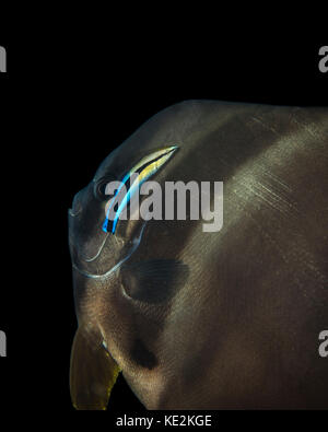 Batfish viene pulito da un wrasse più pulito alle Maldive. Foto Stock