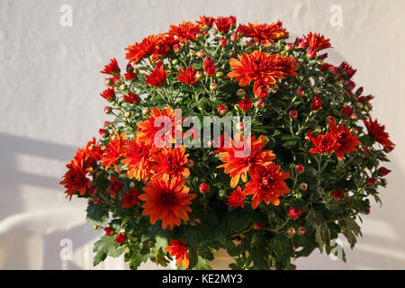 Fioritura di un crisantemo rosso in foglie verdi in un mazzo di fiori Foto Stock