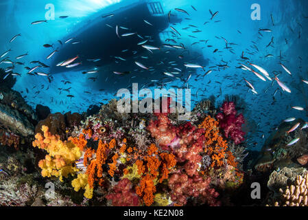 Due imbarcazioni al di sopra di una barriera corallina brulicante di pesci, Raja Ampat, Indonesia. Foto Stock