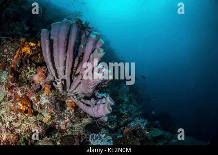 Tubo viola spugne adornano una barriera corallina in Raja Ampat, Indonesia. Foto Stock