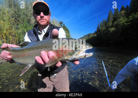 Un pescatore a mosca hefts un bel steelhead catturati nella splendida Trinity River. Foto Stock
