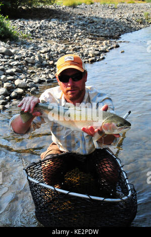 Un pescatore a mosca hefts un bel steelhead catturati nella splendida Trinity River. Foto Stock