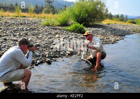 Un pescatore a mosca hefts un bel steelhead catturati nella splendida Trinity River. Foto Stock