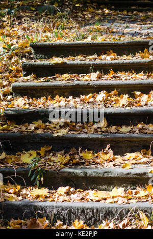 Scale piena di foglie di autunno Foto Stock