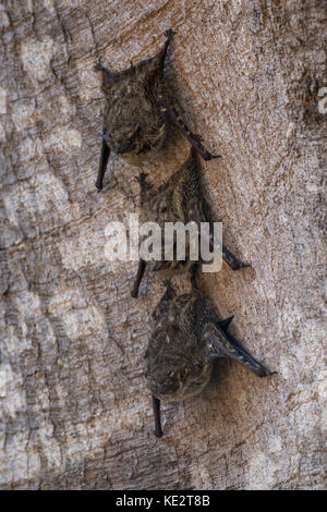 A becco lungo i pipistrelli su un tronco di albero del Pantanal, brasile Foto Stock