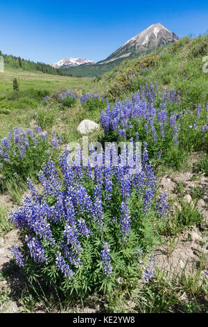 Lupino argenteo (Lupinus argenteus) copre le colline ai piedi delle Montagne Rocciose, Colorado, STATI UNITI D'AMERICA Foto Stock