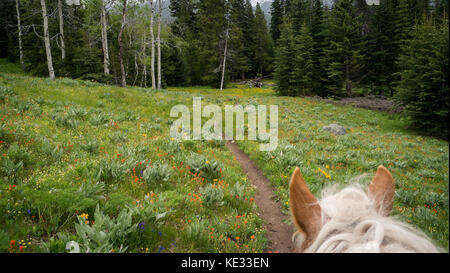 Prospettiva delle orecchie di cavallo su un percorso attraverso prati alpini in fiore - South Chilcotin Mountain Park, BC, Canada Foto Stock