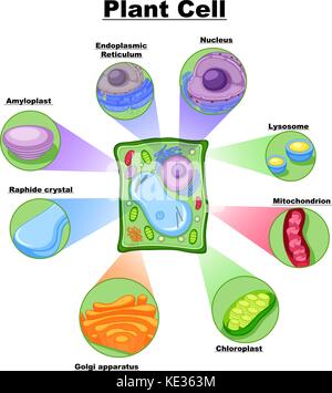 Schema di cellula vegetale illustrazione Illustrazione Vettoriale