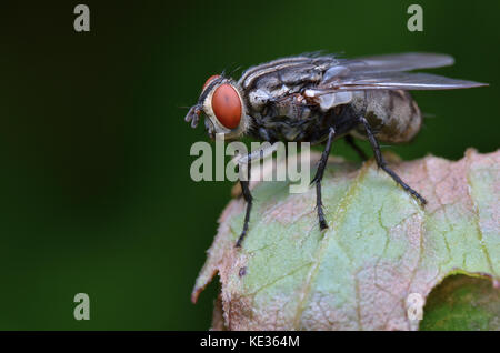 Immagine macro di una carne volare in appoggio su una foglia Foto Stock