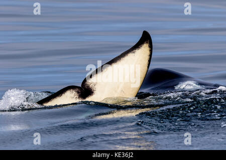 Killer Whale fluke lato inferiore, fotografato in Queen Charlotte strait Britsh Columbia, Canada. Foto Stock