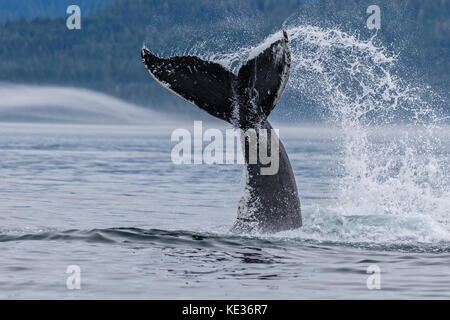 Humpback Whale schizzi con la sua coda in Queen Charlotte strait off nord isola di Vancouver, British Columbia, Canada. Foto Stock