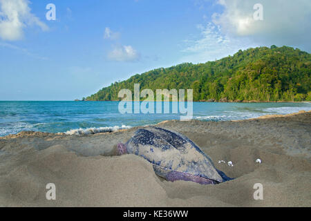 Liuto di nidificazione della tartaruga di mare (Dermochelys coriacea), Grande Riviere beach, Trinidad. Foto Stock