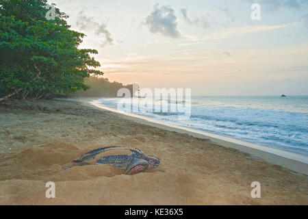 Liuto di nidificazione della tartaruga di mare (Dermochelys coriacea), Grande Riviere beach, Trinidad. Foto Stock