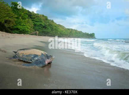 Liuto di nidificazione della tartaruga di mare (Dermochelys coriacea), Grande Riviere beach, Trinidad. Foto Stock