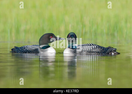 Coniugata coppia di comune loons (Gavia immer), central Alberta, Canada Foto Stock