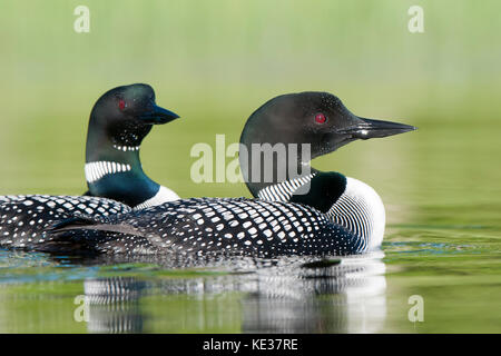 Coppia accoppiata di comune loons (Gavia immer), central Alberta, Canada Foto Stock