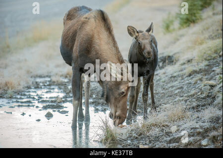 Madre di alci polpaccio (Alves alces) e 4 mesi di età di vitello, Canadian Rockies, Alberta Foto Stock