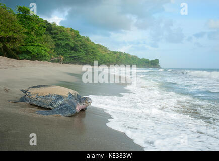 Liuto di nidificazione della tartaruga di mare (Dermochelys coriacea), Grande Riviere beach, Trinidad. Foto Stock