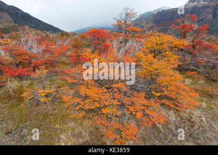 Beeches meridionale (Nothofagus) in autunno, parco nazionale Los Glaciares, sud dell Argentina Foto Stock