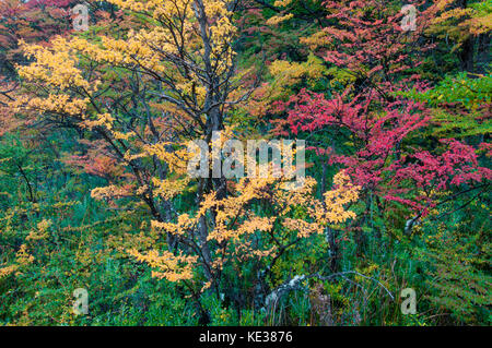 Beeches meridionale (Nothofagus) in autunno, parco nazionale Los Glaciares, sud dell Argentina Foto Stock