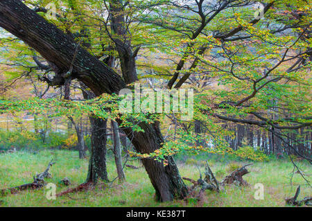 Beeches meridionale (Nothofagus) in autunno, parco nazionale Los Glaciares, sud dell Argentina Foto Stock