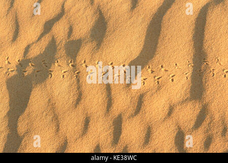 Le tracce degli animali sulla sabbia. Erg Chebbi dune di sabbia nel deserto del Sahara vicino a Merzouga, Marocco Foto Stock