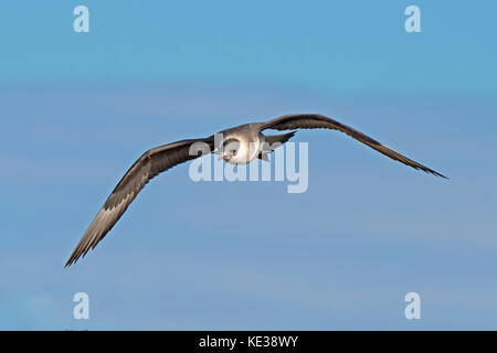 Jaeger parassita (Stercorarius parasiticus) Victoria Island, Nunavut, Canada Artico Foto Stock