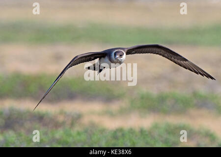 Jaeger parassita (Stercorarius parasiticus) Victoria Island, Nunavut, Canada Artico Foto Stock