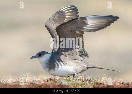 Jaeger parassita (Stercorarius parasiticus) Victoria Island, Nunavut, Canada Artico Foto Stock