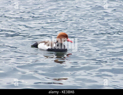 Duck denominato red-crested pochard nuotare sulla superficie dell'acqua Foto Stock