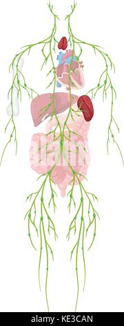 Sistema di essere umano illustrazione Illustrazione Vettoriale