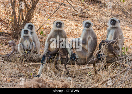 Hanuman Langurs Foto Stock