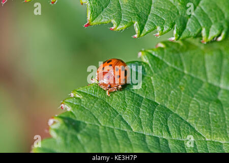 24-spot ladybird (subcoccinella vigintiquattuorpunctata) Foto Stock