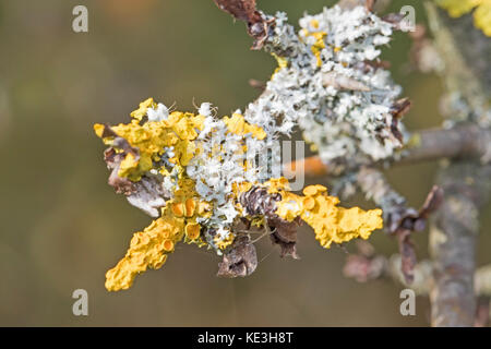 Comune lichene arancione su un ramoscello Foto Stock
