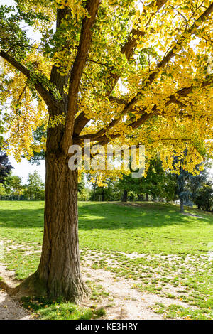 Ginkgo biloba albero con foglie gialle nella stagione autunnale in un parco pubblico. Foto Stock