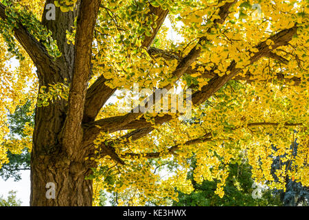 Vista ravvicinata sul fogliame giallo di un albero di ginkgo biloba nella stagione autunnale in un parco pubblico. Foto Stock