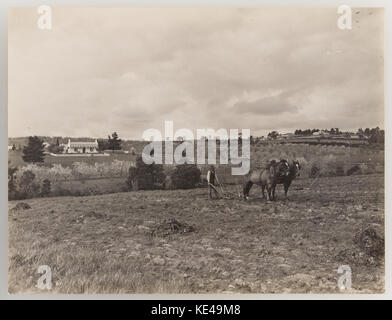 Una collezione storica di fotografie della serie 04, che mostra frutta e verdura del 1921 circa, catturando le pratiche agricole e la cultura alimentare dei primi anni del XX secolo. Foto Stock