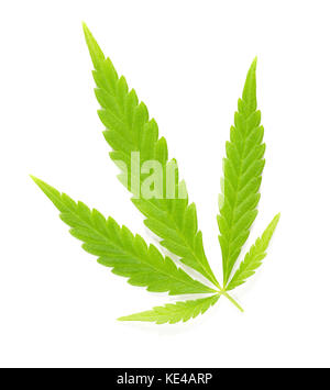 Ventola di Cannabis leaf su bianco. fresca verde foglia di canapa di cannabis ruderalis utilizzato come tè e nella tradizionale medicina popolare. macro foto alimentari vicino. Foto Stock