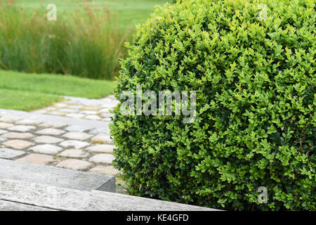 Buxus Sempervirens, pianta di bosso in giardino. Foto Stock