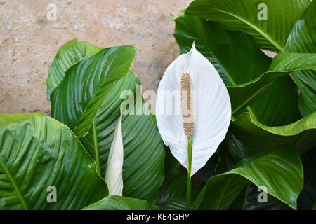 White spathiphyllum - pace lily Foto Stock