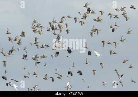Una miscela di trampolieri in volo. Foto Stock