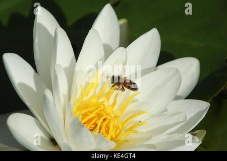 Un giglio d'acqua (Ninfaeaceae) e una ape di miele (API) che volano al fiore per nettare. Foto Stock
