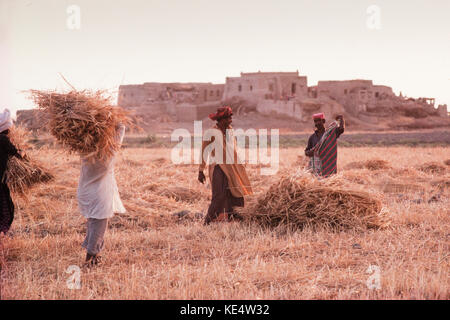 La mietitura del frumento nella provincia del Sindh, Pakistan, 1990. Foto Stock