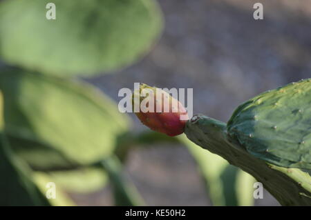 Ficodindia cactus opuntia Foto Stock