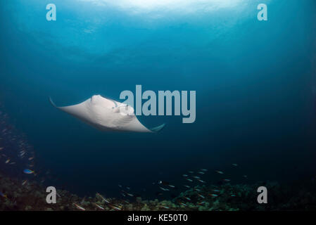 Un gigante di manta ray posiziona il puntatore del mouse su una scogliera di corallo per la pulizia. Foto Stock